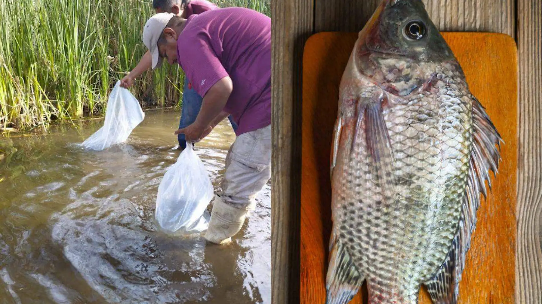 Tilapia en Etnia Yaqui